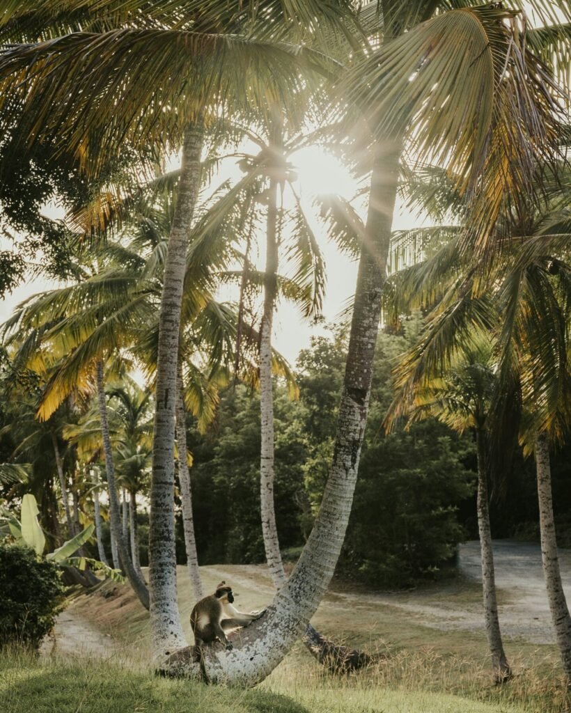 Bahamas yacht charter