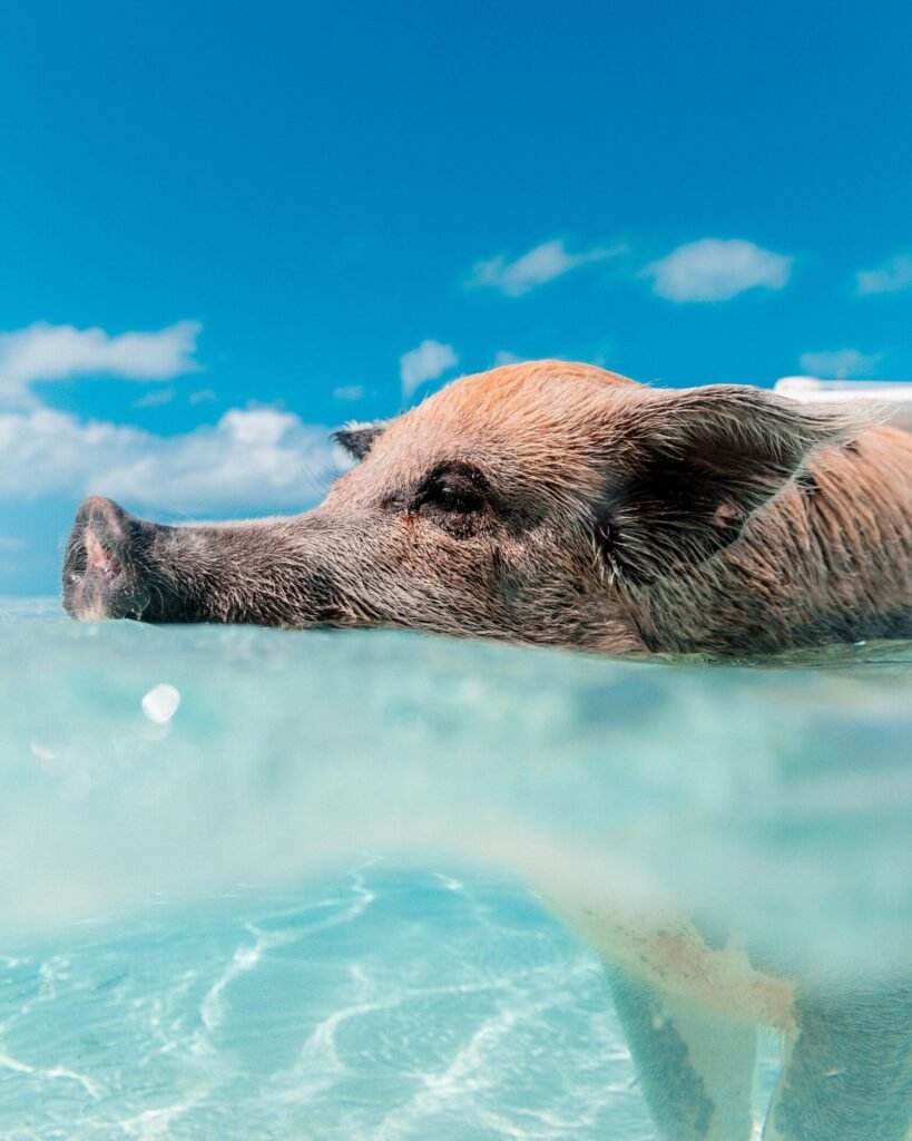 Bahamas yacht charter