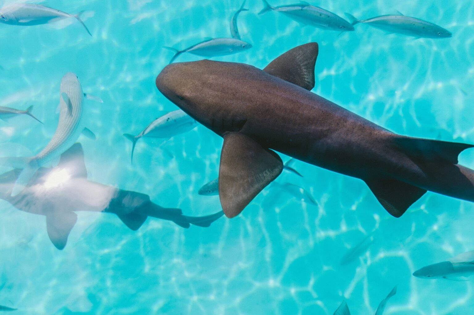 Bahamas yacht charter