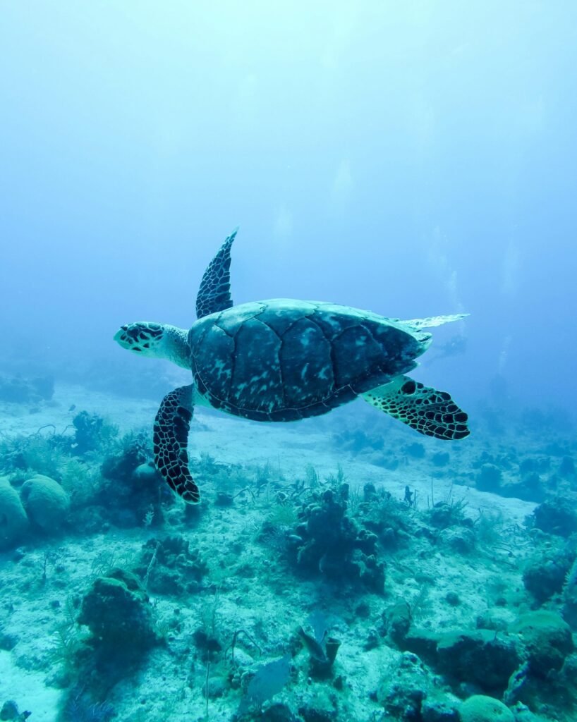 Bahamas yacht charter